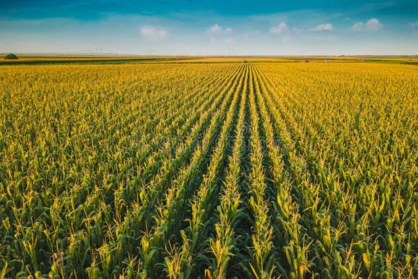 Sorensen Applauds EPA Decision to Expand E15 Sales, Lowering Costs for Working Families