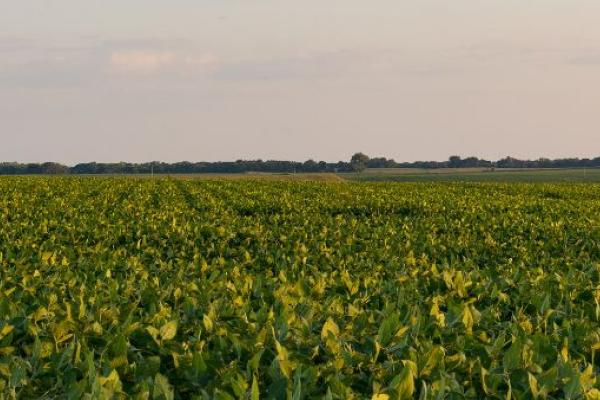 Field and sunset