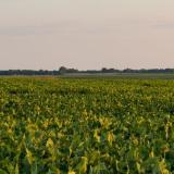 Field and sunset